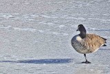 One legged goose
