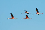 Chilean Flamingo