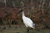 Black-headed ibis