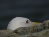 Caspian Gull