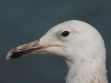 Caspian Gull