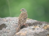 Ortolan Bunting