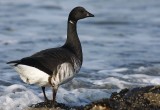 Pale-bellied Brent Goose / Witbuikrotgans