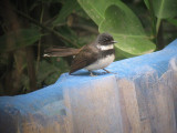 pied fantail