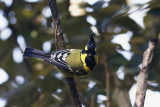 Spot winged tit