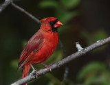 Cardinal rouge