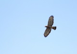 Petite Buse, Broad-winged Hawk
