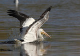 Plican dAmrique, American White Pelican