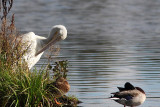 Plican dAmrique, American White Pelican