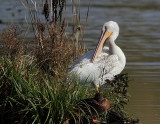 Plican dAmrique, American White Pelican