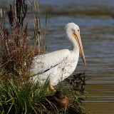 Plican dAmrique, American White Pelican