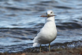 Goland  bec cercl, Ring-billed Gull