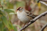 Bruant  couronne blanche