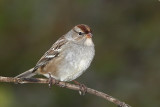 Bruant  couronne blanche 