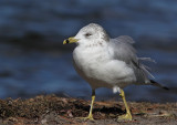 Goland  bec cercl, Ring-billed Gull