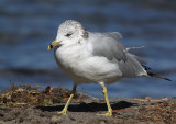 Goland  bec cercl, Ring-billed Gull