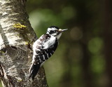 Pic chevelu, Hairy Woodpecker