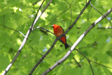 Piranga (Tangara) carlate, Scarlet Tanager