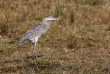 Grand Hron, Great blue Heron