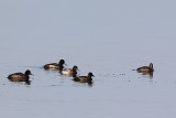 Fuligule milouinan, Greater Scaup