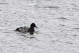 Fuligule milouinan, Greater Scaup