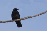 Corneille dAmrique, American Crow