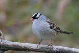 Bruant  couronne blanche