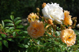 Ghislaine de Feligonde -  Moskusrose