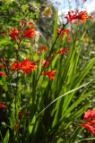 Montbretia