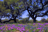 Wildflowers Texas