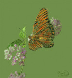 Butterfly On Lantana