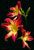 Red Flag Lillies