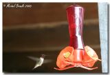 Colibri - Hummingbird
