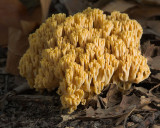 Yellow-tipped Coral