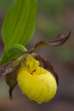 Yellow Ladys Slipper, Fresh