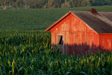 Corn Shadows