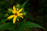 Woodland Sunflower III