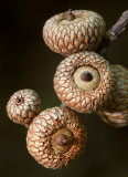 Acorns II