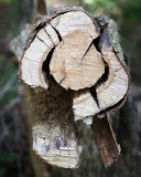 Heartwood, Sapwood, Cambium, Bark 