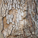 Sycamore Trunk 