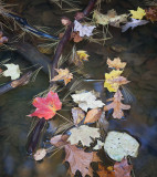 Raft of Leaves 