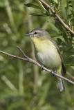 Vireo