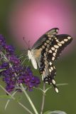 Giant Swallowtail  