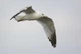 Ring-billed Gull  