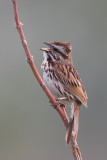 Song Sparrow