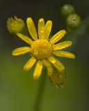 Golden Ragwort