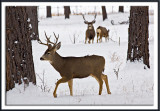 Mule Deer Bucks