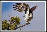 Osprey Taking Flight