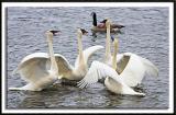 Party Swans