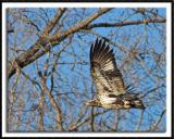 Immature Bald Eagle